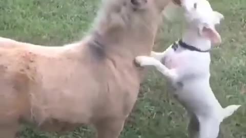 Pony horse and dog cute friendship