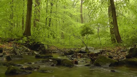 Relaxing Forest River Sounds -and Beautiful Piano Music