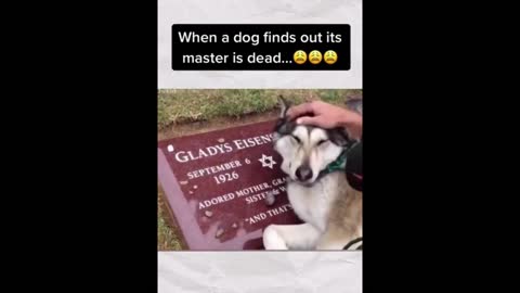 dog cries when finding his master is dead🐕‍🦺😥