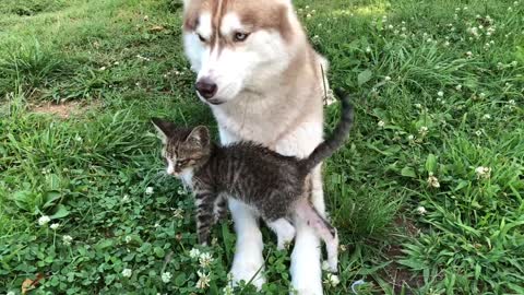 Abandoned kitten befriends gentle husky