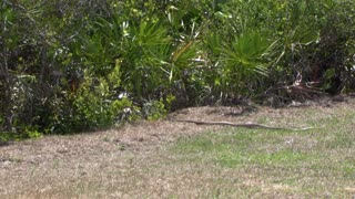 snake visits the birdfeeder