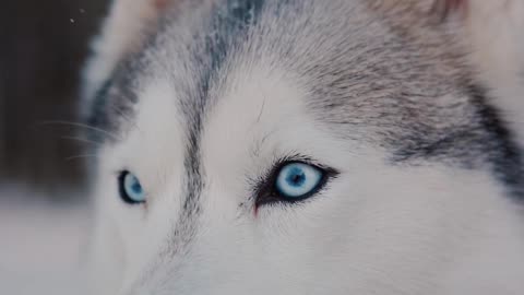 Husky Blue Eyes 4k Video - Cute Dog 4k Video - Pets World