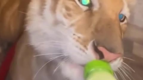 The tiger is drinking milk from a bottle. Cute tiger