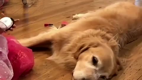 Baby puts on makeup for a dog attending a party