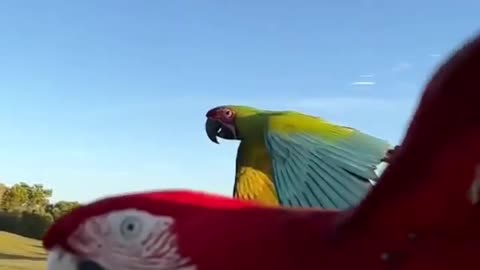 Majestic Macaws in flight. Величественные ары в полете.