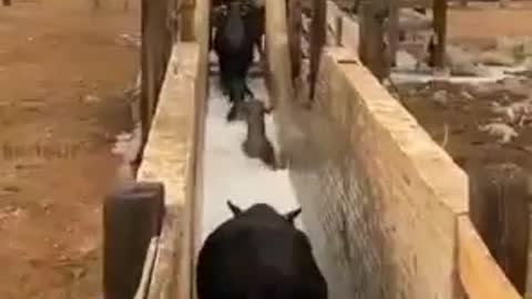 Beautiful Cow's are Taking Bath in Wonderful Way