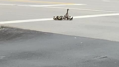 Officer Helping Duck Family Cross a Busy Road