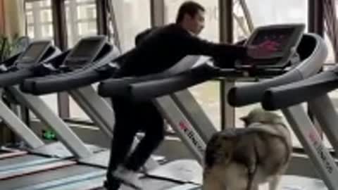 Now The Huskies can Exercise INSIDE!