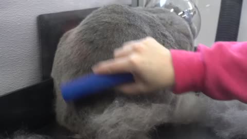 The BEST de-shedding brush Must have for pet owners!