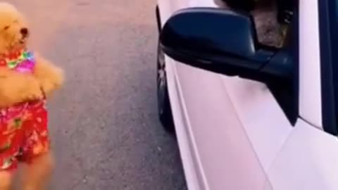 Funny animal chasing a car
