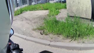 Rider Escorts Ducklings to Safety