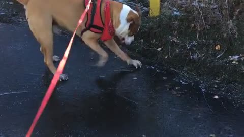 Brown dog red leash slides on icy road next to yellow truck