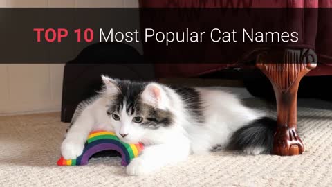 🐈 Cat Names – Top 10 Most Popular Cat Names