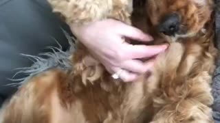 Cute doggy wags paws during belly scratch