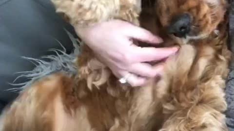 Cute doggy wags paws during belly scratch