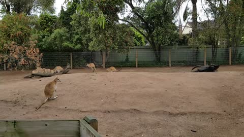 The kangaroos are busily running somewhere!