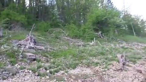 Island-hopping deer swims to freedom