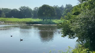 Canada Geese 2