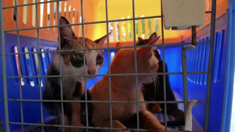 Cats in a Cage in Veterinary Clinic