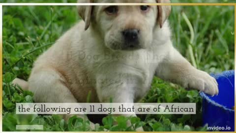 11 unique Dog Breeds That Originated in Africa that will amaze you_Cut.mp4