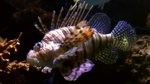 سمكة الاسد lion fish