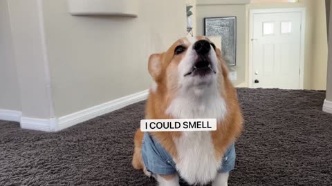 Corgis Play Would You Rather!