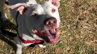 White dog jumping up in slomo toward owner