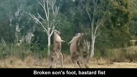 Funny animal dubbing—Kangaroo fight