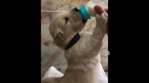 OMG CUTE PUPPIE DRINKS MILK...JUST WATCH THIS