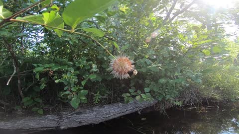 Sugar Shack Buttonbush