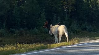 Albino Moose Ambles Across Road