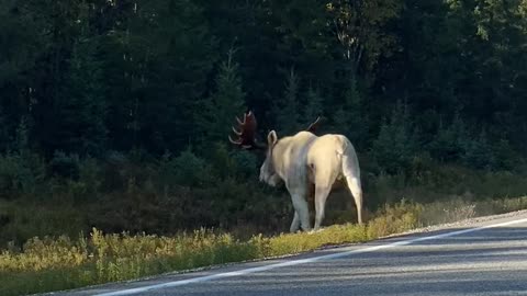 Albino Moose Ambles Across Road