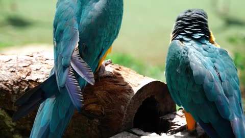 Couple parrot 🐦