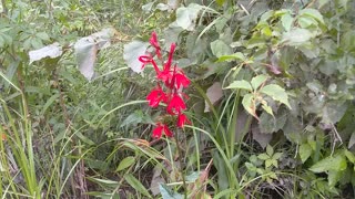 Cardinal Flower