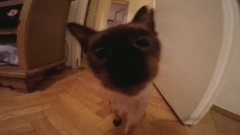 Cat VS camera
