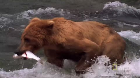 Grizzly Bear Attacks Prey / World's Deadliest