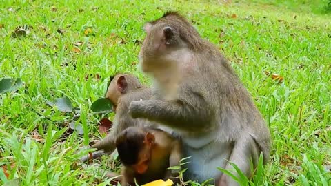 Cute baby monkey eating fruit