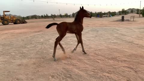 new pony in the farm