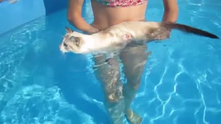 Rescue cat is swimming like a dog.