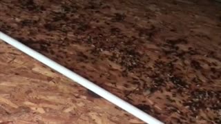Camper Infested with Ants