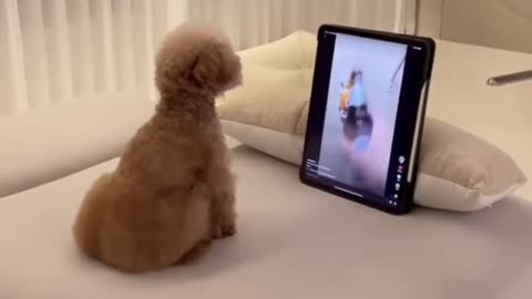 Golden dog funny videos