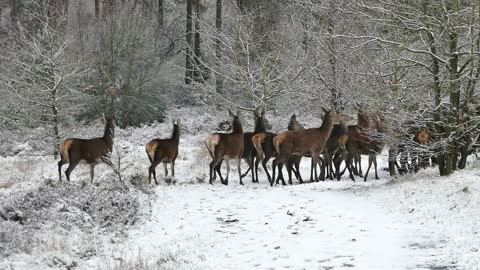 A flock of deer in the snow