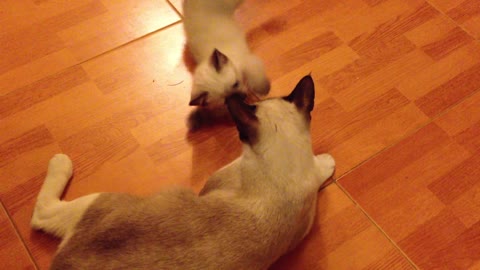 Little Cat Play in the home.