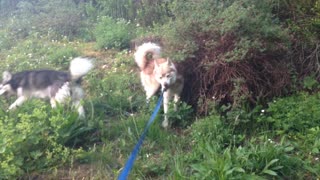 Alaskan Klee Kai the lovers dance