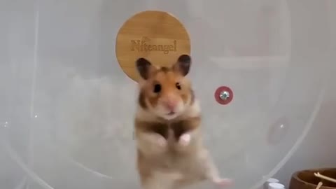 Hamster rolling is so innocent