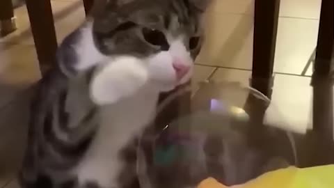 Funny #video # cats # Funny 🤣🤣🤣