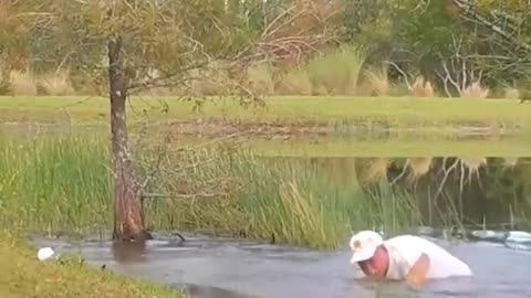 Man saves puppy from alligator 😳