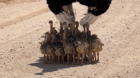 Somali Ostrich Chicks Take Shelter Under Their Dad