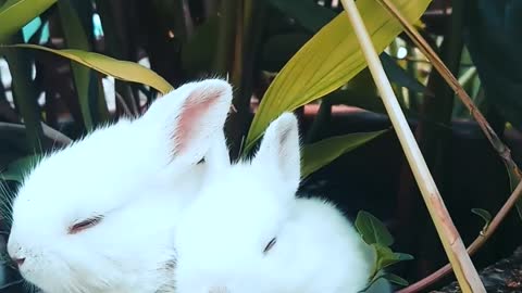 Rabbits Resting On a pot with a plant soooo cute