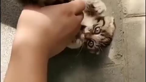 Little kitty playing a game